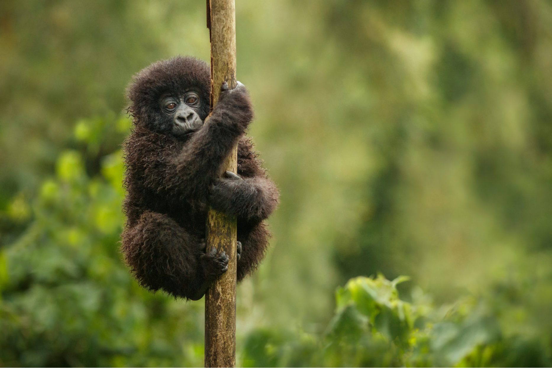 Mountain Gorillas