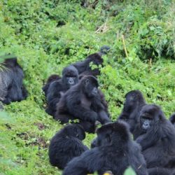 Be Gorilla Friendly™, Take the Tourism Survey and Make a Difference!