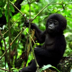 Exotic plants a concern in Mgahinga Gorilla National Park