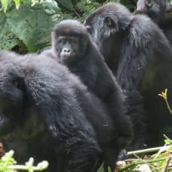 Embracing transboundary mountain gorilla movement