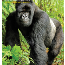 Mountain_gorilla_-_WWF_wildlife_and_climate_change_series