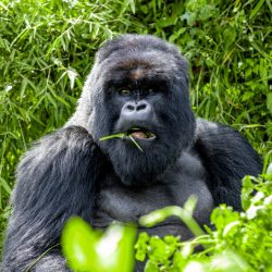 How Secure is the Future for Mountain Gorillas?